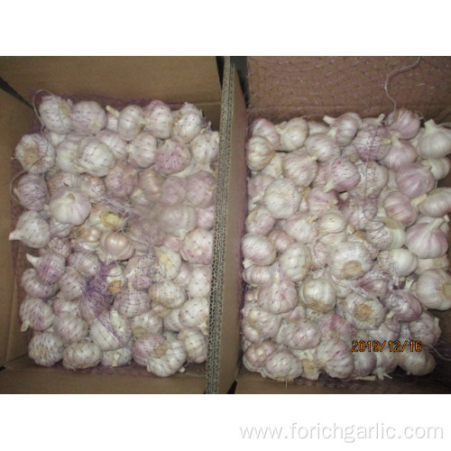 High Quality Normal Fresh Garlic